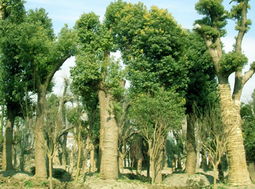 园林大树苗价格揭秘：你真的了解吗？