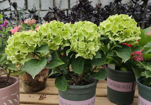 绿色花朵的冷知识分享