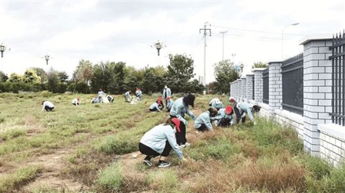 黄土的底蕴与营养土的魔力