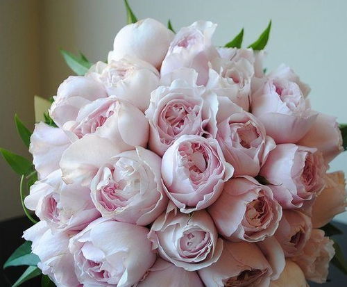 先说说 我们要先弄清楚月季苗弱的原因