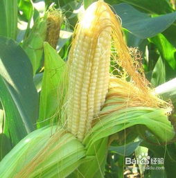 种植抗病品种， 先发制人