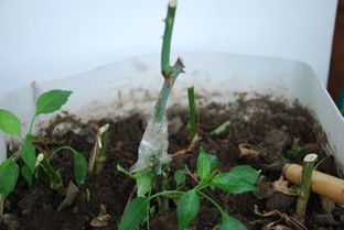 拓展资料：嫁接后的管理