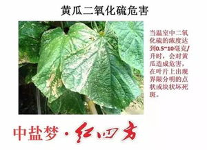 苣叶报春病虫害防治升级，绿色农业新篇章