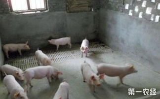 养猪舍水泥地养应注意防滑、保温及定期消毒