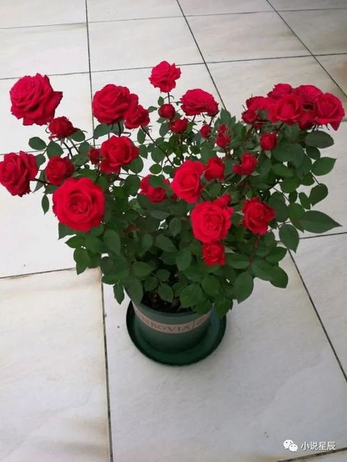 盆栽月季修剪的“时辰”选择大揭秘