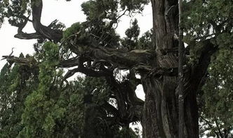 崖柏是什么树？这种珍稀植物你了解多少