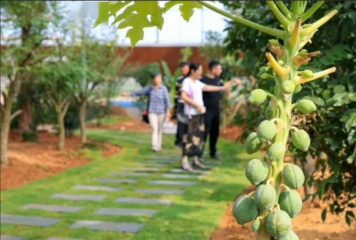 夏季，清凉绿意