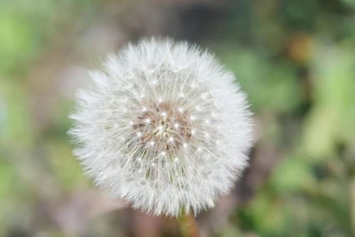 蒲公英的种类繁多，你见过这些罕见的品种吗