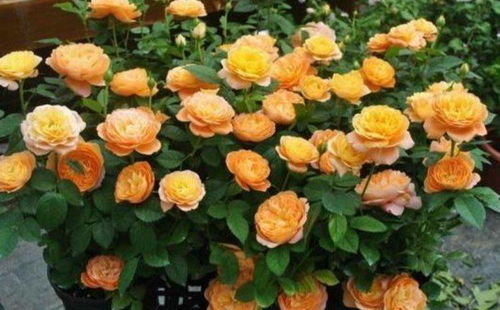 藤本樱霞，复花之舞