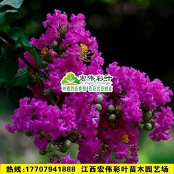 台州的“正宫娘娘”——桂花