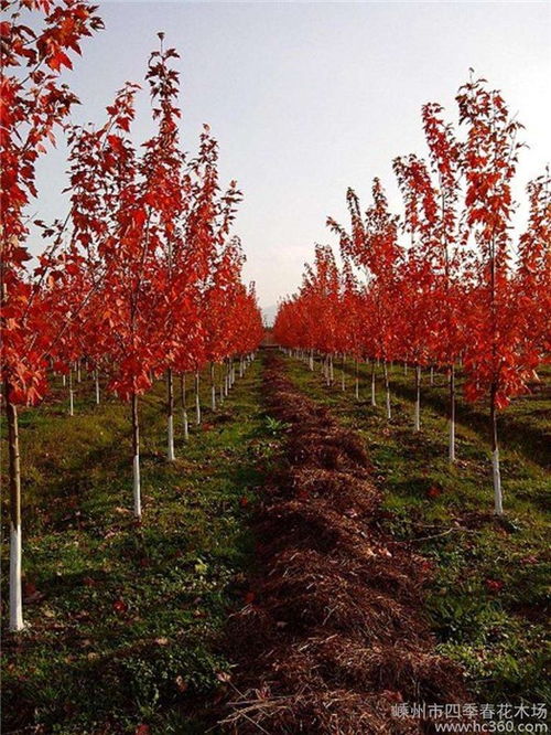 价格影响因素：区域、 季节、需求