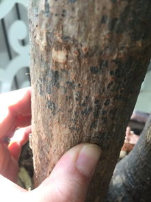 发财树树干发软，是枯萎了吗？