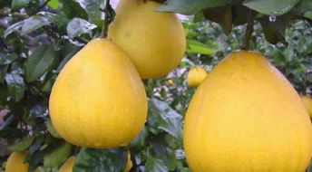 新手种植柚子的小技巧