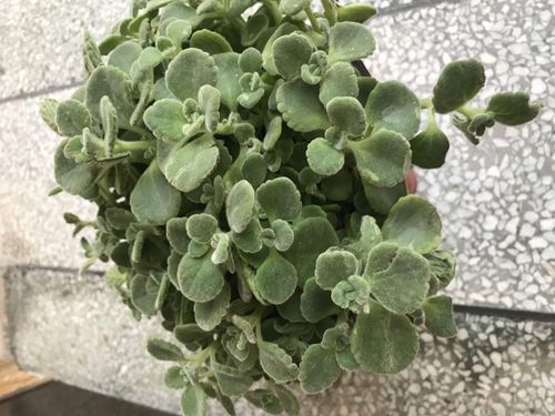 猪笼草养护核心：光照、水分、温度