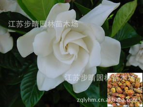 栀子种子用纸巾催芽，真的有效吗？