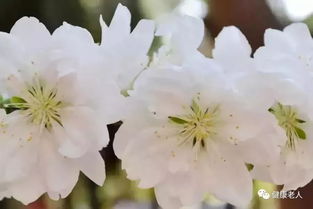 嘉兰花语中，那神秘的“永恒的爱”究竟蕴含着怎样的传说与奥秘