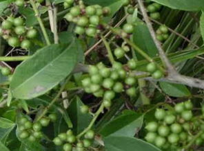 一、 花椒打农药的Zui佳时间