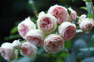 绒球门廊月季的耐晒耐热表现