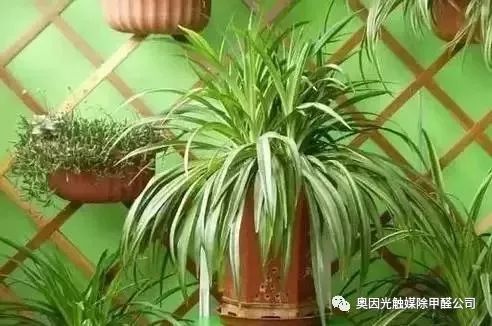 吊兰去除甲醛效果佳，哪种植物甲醛去除效果更胜一筹