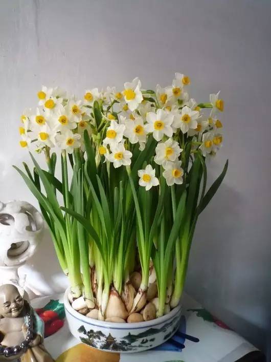 水仙花图片大全，这几种水仙花你肯定没见过