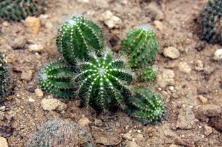 仙人掌的耐旱之道