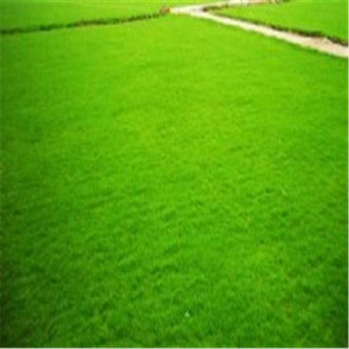 马尼拉草坪报价，揭秘种植技术秘籍