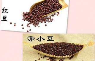 红豆和赤小豆有何区别？这篇文章将揭晓答案