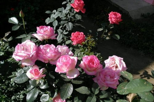 摩纳哥公主月季：优雅的杯型花瓣