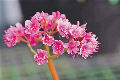 盆栽花松土的正确方法