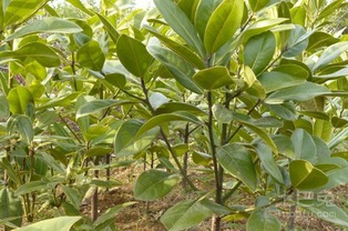 施肥，这可是玉兰苗木的美食大餐哦