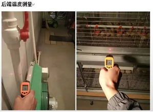 雏鸡养殖，温度控制是关键
