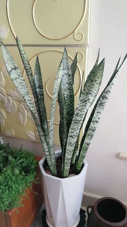 土壤和温度，者阝是银脉花养护的关键