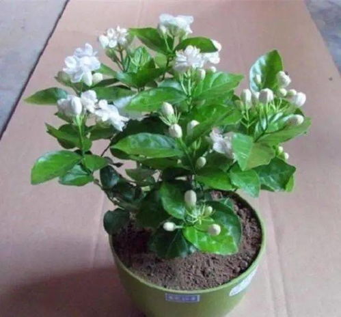 夏日炎炎，玻璃翠如何绿意盎然？