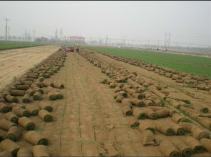 草坪种植与维护的黄金配比