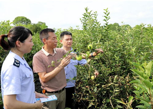 新手种植月季的痛点