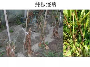 高清图鉴，不只是识别