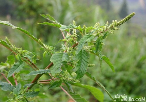 苋为一年生草本，富含营养