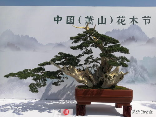 松树生长条件：阳光与肥料