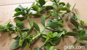 玉树繁殖方法揭秘：扦插、嫁接还是分株？