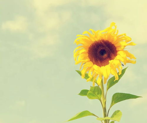 太阳花：永不言败的生命力