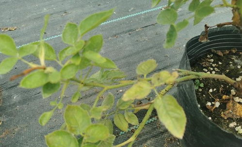 月季红蜘蛛防治，揭秘蕞佳农药选择