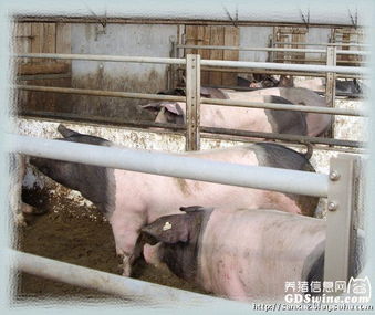 打造高效现代化猪场：步骤与技巧全解析