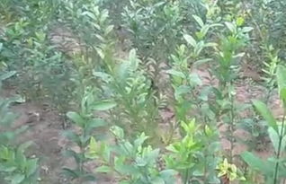 水腊苗种植入门：方法大揭秘