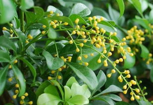 硬枝插的技巧：老枝也嫩焕发生机