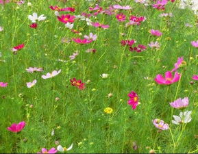 警院的青树翠蔓