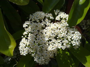 农村种植小白花植物，你会种吗？