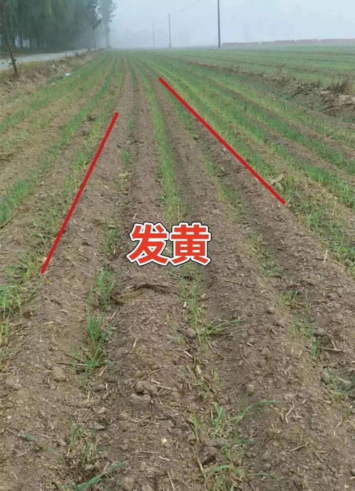 三重防护，保障苗儿平安