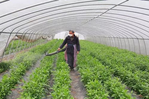 甘蔗生长与施肥