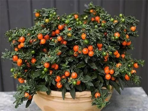 珊瑚豆的运输问题