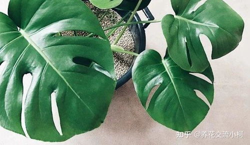 叶仙是观叶植物吗？这种植物好养吗